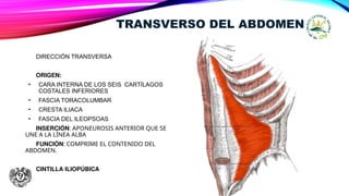 TRANSVERSO DEL ABDOMEN
DIRECCIÓN TRANSVERSA
ORIGEN:
• CARA INTERNA DE LOS SEIS CARTÍLAGOS
COSTALES INFERIORES
• FASCIA TORACOLUMBAR
• CRESTA ILIACA
• FASCIA DEL ILEOPSOAS
INSERCIÓN: APONEUROSIS ANTERIOR QUE SE
UNE A LA LÍNEA ALBA
FUNCIÓN: COMPRIME EL CONTENIDO DEL
ABDOMEN.
CINTILLA ILIOPÚBICA
 