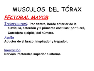 MUSCULOS DEL TÓRAX
PECTORAL MAYOR:
Inserciones: Por dentro, borde anterior de la
clavícula, esternón y 6 primeras costillas; por fuera,
Corredera bicipital del húmero.
Acción
Aductor de el brazo; inspirador y trepador.
Inervación
Nervios Pectorales superior e inferior.
 