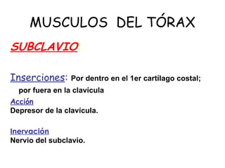 MUSCULOS DEL TÓRAX
SUBCLAVIO:
Inserciones: Por dentro en el 1er cartílago costal;
por fuera en la clavícula
Acción
Depresor de la clavícula.
Inervación
Nervio del subclavio.
 