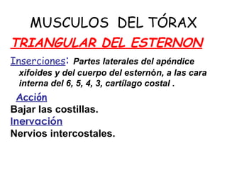 MUSCULOS DEL TÓRAX
TRIANGULAR DEL ESTERNON
Inserciones: Partes laterales del apéndice
xifoides y del cuerpo del esternón, a las cara
interna del 6, 5, 4, 3, cartílago costal .
Acción
Bajar las costillas.
Inervación
Nervios intercostales.
 