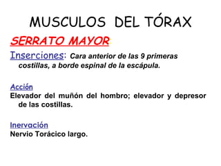 MUSCULOS DEL TÓRAX
SERRATO MAYOR:
Inserciones: Cara anterior de las 9 primeras
costillas, a borde espinal de la escápula.
Acción
Elevador del muñón del hombro; elevador y depresor
de las costillas.
Inervación
Nervio Torácico largo.
 