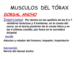 MUSCULOS DEL TÓRAX
DORSAL ANCHO:
Inserciones: Por dentro en las apófisis de las 6 o 7
vértebras torácicas y 5 lumbares, en la cresta del
sacro, en el tercio posterior de la cresta iliaca y en
las 4 ultimas costilla; por fuera en la corredera
bicipital.
Acción
Aductor y rotador del húmero; trepador, inspiratorio
Inervación
Nervio del dorsal ancho.
 