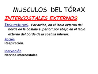 MUSCULOS DEL TÓRAX
INTERCOSTALES EXTERNOS:
Inserciones: Por arriba, en el labio externo del
borde de la costilla superior; por abajo en el labio
externo del borde de la costilla inferior.
Acción
Respiración.
Inervación
Nervios intercostales.
 