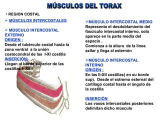  MÚSCULOS INTERCOSTALES
 MÚSCULO INTERCOSTAL
EXTERNO
ORIGEN :
Desde el tubérculo costal hasta la
zona ventral a la unión
costocondral de las I-XI costilla
INSERCIÓN:
Llegan al borde superior de las
costillas I- XII
MÚSCULO INTERCOSTAL MEDIO
Representa el desdoblamiento del
fascículo intercostal interno, solo
aparece en la parte media del
espacio .
Comienza a la altura de la línea
axilar y llega al esternón
MÚSCULO INTERCOSTAL
INTERNO
ORIGEN :
En las II-XII costillas( en su borde
sup). Desde el extremo esternal del
cartílago costal hasta el ángulo de
la costilla
INSERCIÓN
Los vasos intercostales posteriores
delimitan dicho músculo
• REGION COSTAL
 