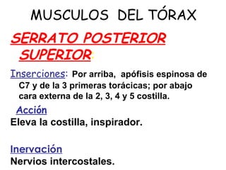 MUSCULOS DEL TÓRAX
SERRATO POSTERIOR
SUPERIOR:
Inserciones: Por arriba, apófisis espinosa de
C7 y de la 3 primeras torácicas; por abajo
cara externa de la 2, 3, 4 y 5 costilla.
Acción
Eleva la costilla, inspirador.
Inervación
Nervios intercostales.
 