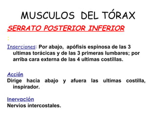 MUSCULOS DEL TÓRAX
SERRATO POSTERIOR INFERIOR
:
Inserciones: Por abajo, apófisis espinosa de las 3
ultimas torácicas y de las 3 primeras lumbares; por
arriba cara externa de las 4 ultimas costillas.
Acción
Dirige hacia abajo y afuera las ultimas costilla,
inspirador.
Inervación
Nervios intercostales.
 
