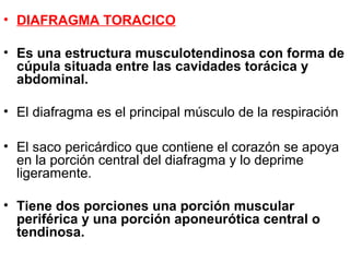 • DIAFRAGMA TORACICO
• Es una estructura musculotendinosa con forma de
cúpula situada entre las cavidades torácica y
abdominal.
• El diafragma es el principal músculo de la respiración
• El saco pericárdico que contiene el corazón se apoya
en la porción central del diafragma y lo deprime
ligeramente.
• Tiene dos porciones una porción muscular
periférica y una porción aponeurótica central o
tendinosa.
 