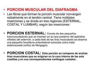 • PORCION MUSCULAR DEL DIAFRAGMA
• Las fibras que forman la porción muscular convergen
radialmente en el tendón central. Tiene múltiples
inserciones y se divide en tres regiones (ESTERNAL,
COSTAL Y LUMBAR), según las inserciones.
• PORCION ESTERNAL: Consta de dos pequeñas
trasmusculadores que se insertan en la cara posterior del apéndice
xifoides del esternón. a cada lado de las tiras musculares se observa
una pequeña hendidura anterolateral conocida como hiato
esternocostal (orifico de Morgagni).
• PORCION COSTAL: Esta porción se compone de anchas
tiras musculares que se originan en la cara interna de las seis
costillas y en sus correspondientes cartílagos costales.
 