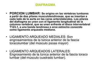 • PORCION LUMBAR: Se origina en las vértebras lumbares
a partir de dos pilares musculotendinosas, que se insertan a
cada lado de la aorta en las caras anterolaterales. Los pilares
del diafragma se unen con el ligamento longitudinal de la
columna vertebral, que se unen enfrente el disco intervertebral
T12/L1, a una banda tendinosa o arco estrecho conocido
como ligamento arqueado mediano.
• LIGAMENTO ARQUEADO MEDIALES: Son
engrosamientos de la túnica anterior de la fascia
toracolumbar (del músculo psoas mayor)
• LIGAMENTO ARQUEADOS LATERALES:
Engrosamiento de la túnica anterior de la fascia toraco
lumbar (del músculo cuadrado lumbar).
DIAFRAGMA
 