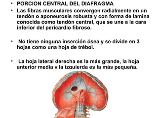 • PORCION CENTRAL DEL DIAFRAGMA
• Las fibras musculares convergen radialmente en un
tendón o aponeurosis robusta y con forma de lamina
conocida como tendón central, que se une a la cara
inferior del pericardio fibroso.
• No tiene ninguna inserción ósea y se divide en 3
hojas como una hoja de trébol.
• La hoja lateral derecha es la más grande, la hoja
anterior media y la izquierda es la más pequeña.
 