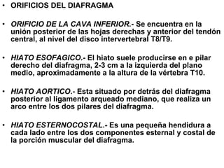 • ORIFICIOS DEL DIAFRAGMA
• ORIFICIO DE LA CAVA INFERIOR.- Se encuentra en la
unión posterior de las hojas derechas y anterior del tendón
central, al nivel del disco intervertebral T8/T9.
• HIATO ESOFAGICO.- El hiato suele producirse en e pilar
derecho del diafragma, 2-3 cm a la izquierda del plano
medio, aproximadamente a la altura de la vértebra T10.
• HIATO AORTICO.- Esta situado por detrás del diafragma
posterior al ligamento arqueado mediano, que realiza un
arco entre los dos pilares del diafragma.
• HIATO ESTERNOCOSTAL.- Es una pequeña hendidura a
cada lado entre los dos componentes esternal y costal de
la porción muscular del diafragma.
 