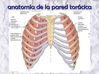 anatomía de la pared torácicaanatomía de la pared torácica
 