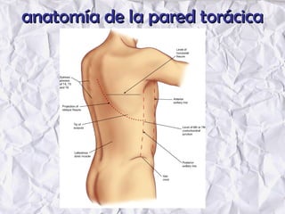 anatomía de la pared torácicaanatomía de la pared torácica
 