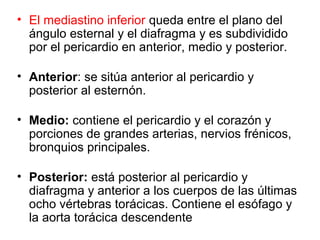 • El mediastino inferior queda entre el plano del
ángulo esternal y el diafragma y es subdividido
por el pericardio en anterior, medio y posterior.
• Anterior: se sitúa anterior al pericardio y
posterior al esternón.
• Medio: contiene el pericardio y el corazón y
porciones de grandes arterias, nervios frénicos,
bronquios principales.
• Posterior: está posterior al pericardio y
diafragma y anterior a los cuerpos de las últimas
ocho vértebras torácicas. Contiene el esófago y
la aorta torácica descendente
 