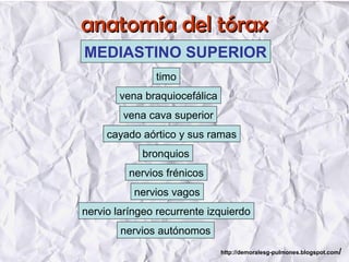 anatomía del tóraxanatomía del tórax
MEDIASTINO SUPERIOR
timo
vena braquiocefálica
vena cava superior
cayado aórtico y sus ramas
bronquios
nervios frénicos
nervios vagos
nervio laríngeo recurrente izquierdo
nervios autónomos
http://demoralesg-pulmones.blogspot.com/
 