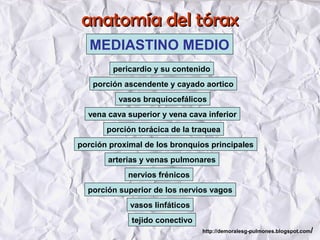 anatomía del tóraxanatomía del tórax
MEDIASTINO MEDIO
pericardio y su contenido
porción ascendente y cayado aortico
vasos braquiocefálicos
vena cava superior y vena cava inferior
porción torácica de la traquea
porción proximal de los bronquios principales
arterias y venas pulmonares
nervios frénicos
porción superior de los nervios vagos
vasos linfáticos
tejido conectivo
http://demoralesg-pulmones.blogspot.com/
 