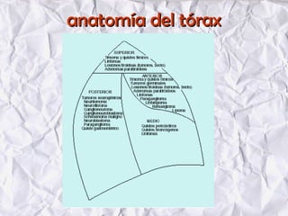anatomía del tóraxanatomía del tórax
 