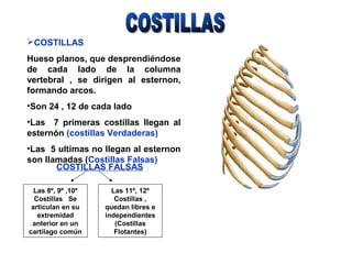 COSTILLAS
Hueso planos, que desprendiéndose
de cada lado de la columna
vertebral , se dirigen al esternon,
formando arcos.
•Son 24 , 12 de cada lado
•Las 7 primeras costillas llegan al
esternón (costillas Verdaderas)
•Las 5 ultimas no llegan al esternon
son llamadas (Costillas Falsas)
COSTILLAS FALSAS
Las 8º, 9º ,10º
Costillas Se
articulan en su
extremidad
anterior en un
cartílago común
Las 11º, 12º
Costillas ,
quedan libres e
independientes
(Costillas
Flotantes)
 