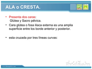 www.themegallery.com
ALA o CRESTA.
• Presenta dos caras:
Glútea y Sacro pélvica.
• Cara glútea o fosa iliaca externa es una amplia
superficie entre los borde anterior y posterior.
• esta cruzada por tres líneas curvas:
 