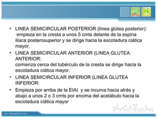 www.themegallery.com
• LINEA SEMICIRCULAR POSTERIOR (línea glútea posterior):
empieza en la cresta a unos 5 cmts delante de la espina
iliaca posterosuperior y se dirige hacia la escotadura ciática
mayor.
• LINEA SEMICIRCULAR ANTERIOR (LINEA GLUTEA
ANTERIOR:
comienza cerca del tubérculo de la cresta se dirige hacia la
escotadura ciática mayor.
• LINEA SEMICIRCULAR INFERIOR (LINEA GLUTEA
INFERIOR:
• Empieza por arriba de la EIAI y se incurva hacia atrás y
abajo a unos 2 o 3 cmts por encima del acetábulo hacia la
escotadura ciática mayor
 