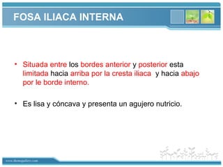 www.themegallery.com
FOSA ILIACA INTERNA
• Situada entre los bordes anterior y posterior esta
limitada hacia arriba por la cresta iliaca y hacia abajo
por le borde interno.
• Es lisa y cóncava y presenta un agujero nutricio.
 
