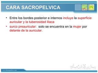 www.themegallery.com
CARA SACROPELVICA
• Entre los bordes posterior e internos incluye la superficie
auricular y la tuberosidad iliaca
• surco preauricular: solo se encuentra en la mujer por
delante de la auricular.
 
