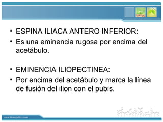 www.themegallery.com
• ESPINA ILIACA ANTERO INFERIOR:
• Es una eminencia rugosa por encima del
acetábulo.
• EMINENCIA ILIOPECTINEA:
• Por encima del acetábulo y marca la línea
de fusión del ilion con el pubis.
 