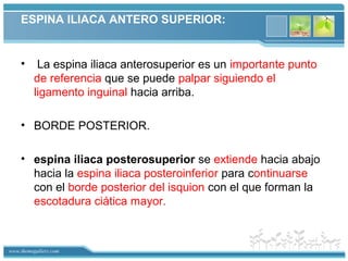 www.themegallery.com
ESPINA ILIACA ANTERO SUPERIOR:
• La espina iliaca anterosuperior es un importante punto
de referencia que se puede palpar siguiendo el
ligamento inguinal hacia arriba.
• BORDE POSTERIOR.
• espina iliaca posterosuperior se extiende hacia abajo
hacia la espina iliaca posteroinferior para continuarse
con el borde posterior del isquion con el que forman la
escotadura ciática mayor.
 