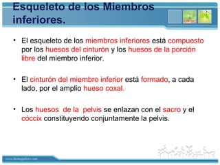 www.themegallery.com
Esqueleto de los Miembros
inferiores.
• El esqueleto de los miembros inferiores está compuesto
por los huesos del cinturón y los huesos de la porción
libre del miembro inferior.
• El cinturón del miembro inferior está formado, a cada
lado, por el amplio hueso coxal.
• Los huesos de la pelvis se enlazan con el sacro y el
cóccix constituyendo conjuntamente la pelvis.
 