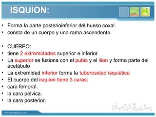 www.themegallery.com
ISQUION:
• Forma la parte posterioinferior del hueso coxal.
• consta de un cuerpo y una rama ascendente.
• CUERPO:
• tiene 2 extremidades superior e inferior
• La superior se fusiona con el pubis y el ilion y forma parte del
acetábulo
• La extremidad inferior forma la tuberosidad isquiática
• El cuerpo del isquion tiene 3 caras:
• cara femoral.
• la cara pélvica.
• la cara posterior.
 