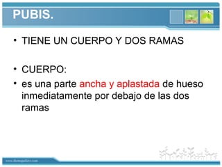 www.themegallery.com
PUBIS.
• TIENE UN CUERPO Y DOS RAMAS
• CUERPO:
• es una parte ancha y aplastada de hueso
inmediatamente por debajo de las dos
ramas
 