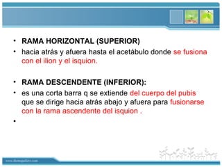 www.themegallery.com
• RAMA HORIZONTAL (SUPERIOR)
• hacia atrás y afuera hasta el acetábulo donde se fusiona
con el ilion y el isquion.
• RAMA DESCENDENTE (INFERIOR):
• es una corta barra q se extiende del cuerpo del pubis
que se dirige hacia atrás abajo y afuera para fusionarse
con la rama ascendente del isquion .
•
 