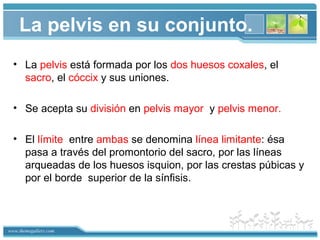 www.themegallery.com
La pelvis en su conjunto.
• La pelvis está formada por los dos huesos coxales, el
sacro, el cóccix y sus uniones.
• Se acepta su división en pelvis mayor y pelvis menor.
• El límite entre ambas se denomina línea limitante: ésa
pasa a través del promontorio del sacro, por las líneas
arqueadas de los huesos isquion, por las crestas púbicas y
por el borde superior de la sínfisis.
 
