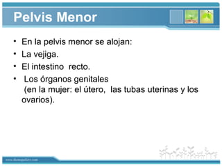 www.themegallery.com
Pelvis Menor
• En la pelvis menor se alojan:
• La vejiga.
• El intestino recto.
• Los órganos genitales
(en la mujer: el útero, las tubas uterinas y los
ovarios).
 