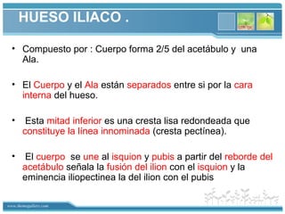 www.themegallery.com
HUESO ILIACO .
• Compuesto por : Cuerpo forma 2/5 del acetábulo y una
Ala.
• El Cuerpo y el Ala están separados entre si por la cara
interna del hueso.
• Esta mitad inferior es una cresta lisa redondeada que
constituye la línea innominada (cresta pectínea).
• El cuerpo se une al isquion y pubis a partir del reborde del
acetábulo señala la fusión del ilion con el isquion y la
eminencia iliopectinea la del ilion con el pubis
 