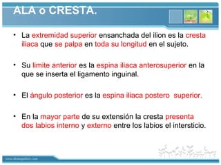 www.themegallery.com
ALA o CRESTA.
• La extremidad superior ensanchada del ilion es la cresta
iliaca que se palpa en toda su longitud en el sujeto.
• Su limite anterior es la espina iliaca anterosuperior en la
que se inserta el ligamento inguinal.
• El ángulo posterior es la espina iliaca postero superior.
• En la mayor parte de su extensión la cresta presenta
dos labios interno y externo entre los labios el intersticio.
 