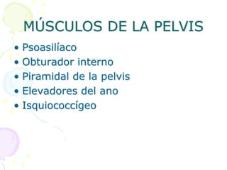 MÚSCULOS DE LA PELVIS
• Psoasilíaco
• Obturador interno
• Piramidal de la pelvis
• Elevadores del ano
• Isquiococcígeo
 