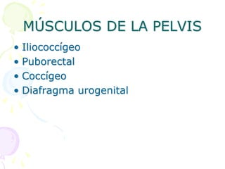 MÚSCULOS DE LA PELVIS
• Iliococcígeo
• Puborectal
• Coccígeo
• Diafragma urogenital
 