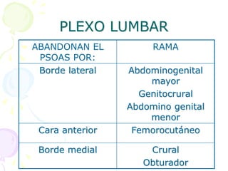 PLEXO LUMBAR
ABANDONAN EL
PSOAS POR:
RAMA
Borde lateral Abdominogenital
mayor
Genitocrural
Abdomino genital
menor
Cara anterior Femorocutáneo
Borde medial Crural
Obturador
 