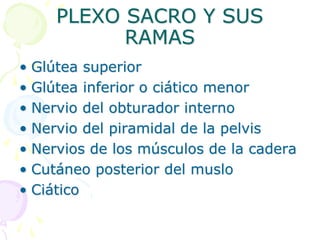 PLEXO SACRO Y SUS
RAMAS
• Glútea superior
• Glútea inferior o ciático menor
• Nervio del obturador interno
• Nervio del piramidal de la pelvis
• Nervios de los músculos de la cadera
• Cutáneo posterior del muslo
• Ciático
 