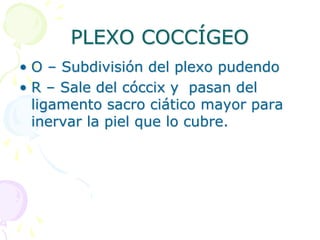PLEXO COCCÍGEO
• O – Subdivisión del plexo pudendo
• R – Sale del cóccix y pasan del
ligamento sacro ciático mayor para
inervar la piel que lo cubre.
 
