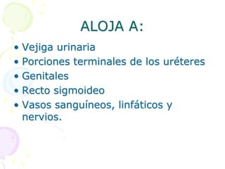ALOJA A:
• Vejiga urinaria
• Porciones terminales de los uréteres
• Genitales
• Recto sigmoideo
• Vasos sanguíneos, linfáticos y
nervios.
 