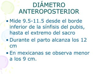 DIÁMETRO
ANTEROPOSTERIOR
• Mide 9.5-11.5 desde el borde
inferior de la sínfisis del pubis,
hasta el extremo del sacro
• Durante el parto alcanza los 12
cm
• En mexicanas se observa menor
a los 9 cm.
 