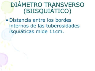 DIÁMETRO TRANSVERSO
(BIISQUIÁTICO)
• Distancia entre los bordes
internos de las tuberosidades
isquiáticas mide 11cm.
 
