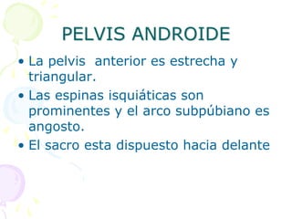 PELVIS ANDROIDE
• La pelvis anterior es estrecha y
triangular.
• Las espinas isquiáticas son
prominentes y el arco subpúbiano es
angosto.
• El sacro esta dispuesto hacia delante
 