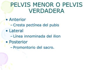 PELVIS MENOR O PELVIS
VERDADERA
• Anterior
– Cresta pectínea del pubis
• Lateral
– Línea innominada del ilion
• Posterior
– Promontorio del sacro.
 