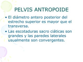 PELVIS ANTROPOIDE
• El diámetro antero posterior del
estrecho superior es mayor que el
transversa.
• Las escotaduras sacro ciáticas son
grandes y las paredes laterales
usualmente son convergentes.
 