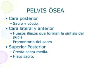 PELVIS ÓSEA
• Cara posterior
– Sacro y cóccix.
• Cara lateral y anterior
– Huesos iliacos que forman la sinfísis del
pubis.
– Promontorio del sacro
• Superior Posterior
– Cresta sacra media.
– Hiato sacro.
 