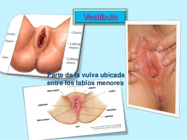 parte superior escoltas vaginal parte superior escoltas vaginal