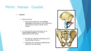 Pelvis – Huesos – Coxales
 Isquion
 Borde posterior
 Esta delimitado por una espina
isquiática prominente que separa la
escotadura ciática menor de la
mayor
 Su característica mas prominente es su
tuberosidad isquiática, en la cara
posteroinferior del hueso
 En ella se insertan músculos de la
extremidad inferior
 Sostiene el cuerpo en sedestación
(posición de sentado)
 